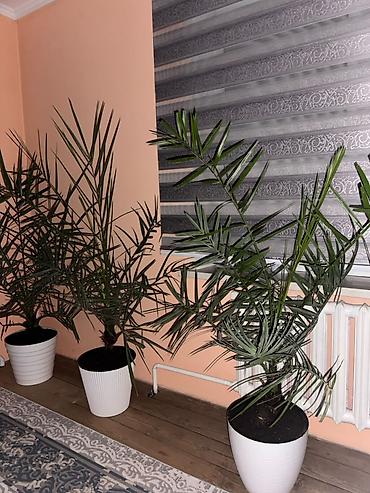 Комнатные растения: Срочно продаю цветы
Финики 
7летки
Прошу по 5000с каждого — 3