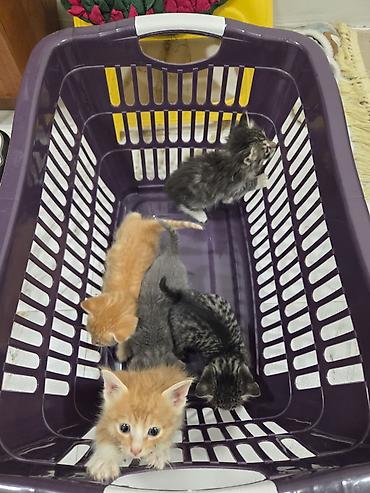 Pişiklər: Yaxşı əllərə — 9