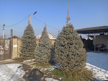 Декоративные деревья: Саженцы деревьев: Ели — 9