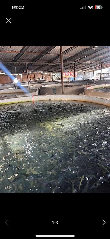 охотничий стол: Продаю Форель -(мальки форели ) 100+ грамм 120 тысяч штук 90 сом — 1