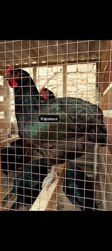 Птицы: Джерсийский гигант жумурткага жана жөжөлөргө заказ алабыз — 5