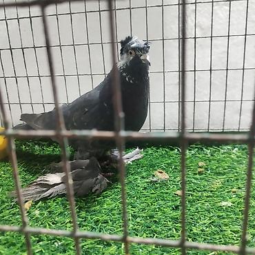 Другие с/х животные: Породистые декоративные голуби. Описание: - Порода — 1