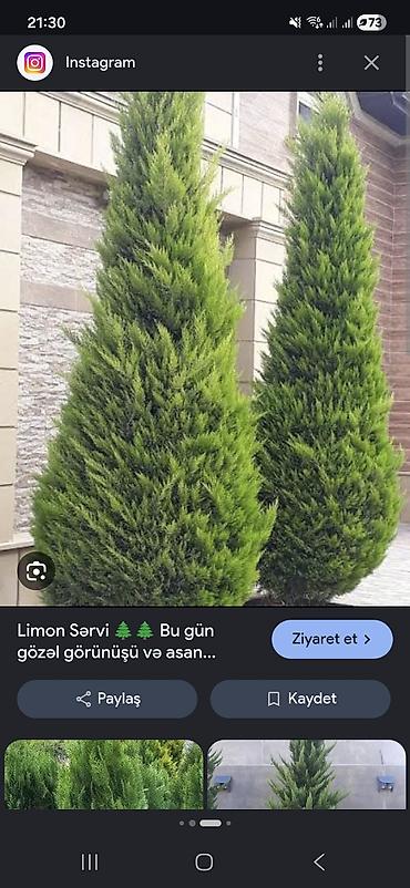 dekorativ ağac topiariya: Limon sərvi (Cupressus macrocarpa ‘Goldcrest’) – dekorativ, piramida — 1