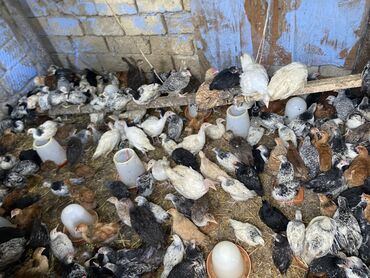 Toyuqlar: Satılır durçinka,serbilis,hündüşka -da lalafo.az — 4 Toyuqlar: Satılır durçinka,serbilis,hündüşka — 4