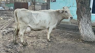 Коровы, быки: Продаю | Корова (самка) | Швицкая | Для молока — 4