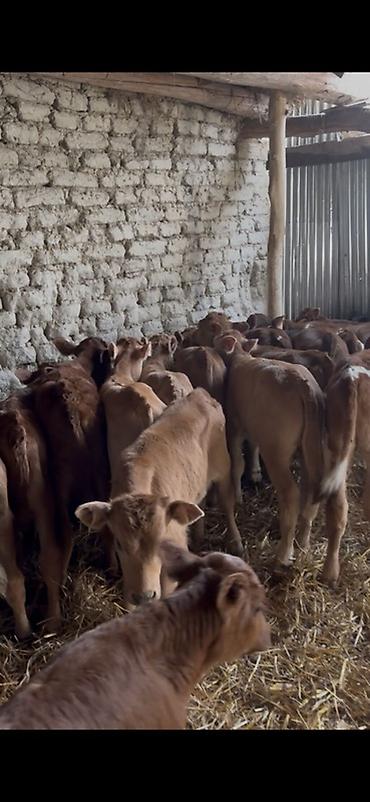 Dana, buzov: Satışda: dana balaları - Növ: yerli cins ətlik/südlük istiqamətə — 35