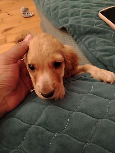 golden retriever golden: Koker spaniyel, 2 ay, Peyvəndli — 1