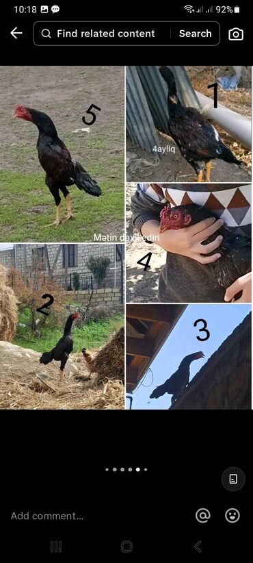 Xoruz, Heyratı, il: 1, Ünvandan götürmə