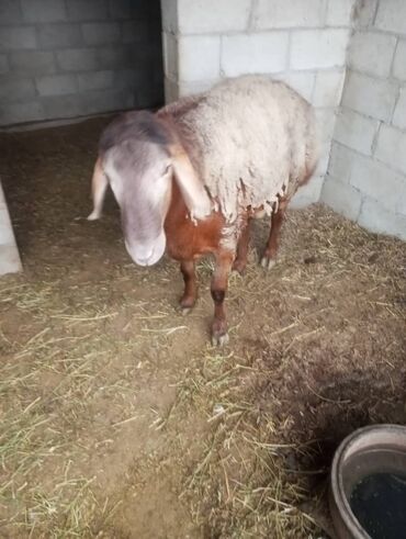 купить рабочую охотничью собаку: Продаю | Баран (самец) | Арашан | Для разведения | Осеменитель