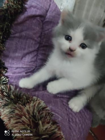 Pişiklər: Şotland yastı qulaq, Erkək, Dişi, Ünvandan götürmə — 11