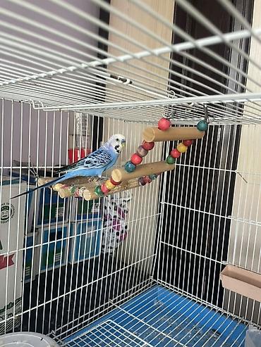 Үй жаныбарлары үчүн товарлар: 🦜 Срочно продаётся синий волнистый попугай с клеткой! В связи с — 1