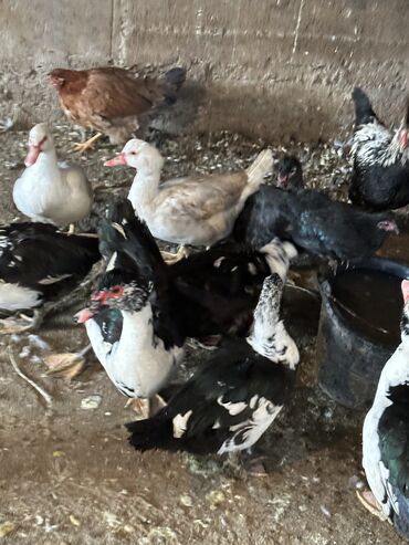 Другие животные: Индоутки — 2