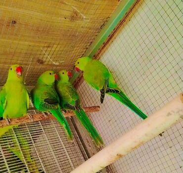 Tutuquşları: Dörd ədəd yaşıl tutuquşu orjelya təklif olunur. Barter marqlıdı baxır
