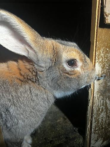 Кролики: Продаю | Крольчиха (самка), Кролик самец, Крольчата | Для разведения — 19