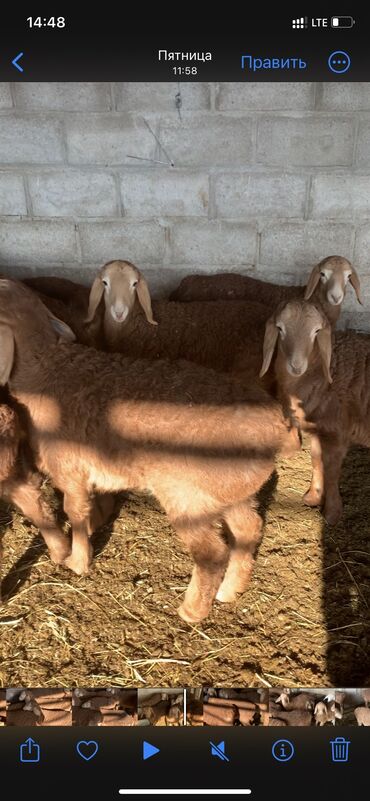 Бараны, овцы: Продаю | Ягненок | Арашан | Для разведения | Племенные at lalafo.kg — 4 Бараны, овцы: Продаю | Ягненок | Арашан | Для разведения | Племенные — 4