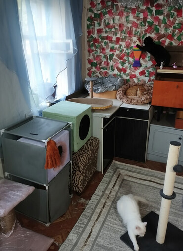 Продажа кошек: Гостиница для кошечек и маленьких собачек до 5 кг Предлагаем — 1