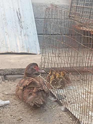 животные птицы: Инда утка 🦆 утятами — 3