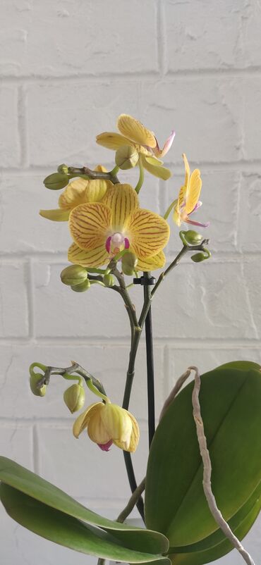 подставка для растений: Продаются мини орхидеи высота растений 35 см, в наличии есть ароматные