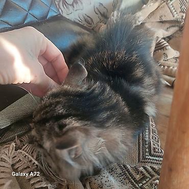 Услуги ветеринара: Домашние пушистые котята. по 100 сом. в добрые и заботливые руки — 6