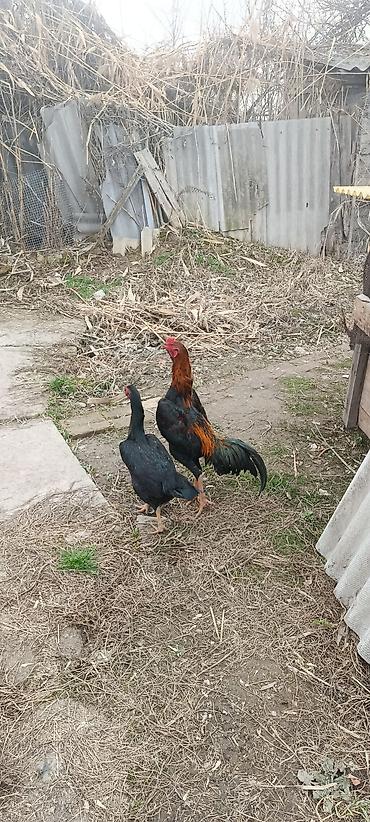 Птицы: ПРОДАЮ!!! ЯЙЦА. ИЗ ПОД ДАКАНА КОРЕЕЦ Из под чемпиона есть данные И — 7