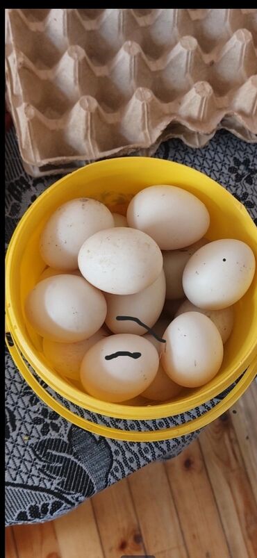Yumurta: 0.90 qepik yumurta krasnadar sortu