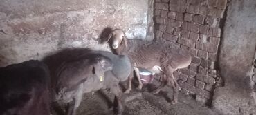 продам французского бульдога: Продаю | Баран (самец) | На забой