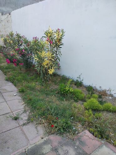 Bağ evlərinin satışı: Bakı, Fatmayı, 140 kv. m, 4 otaqlı, Hovuzsuz, İnternet, Telefon, Qaz -da lalafo.az — 22 Bağ evlərinin satışı: Bakı, Fatmayı, 140 kv. m, 4 otaqlı, Hovuzsuz, İnternet, Telefon, Qaz — 22