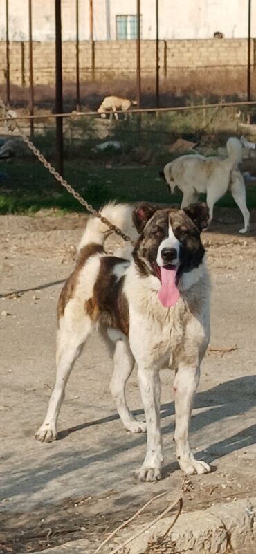 İtlər: Qurdbasar, 1 il, Erkek, Peyvəndli, Ödənişli çatdırılma — 1