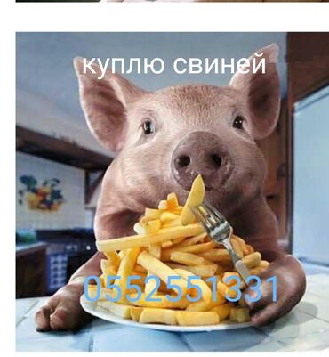 �������� ���� �������������� в Кыргызстан | Куплю с/х животных: Куплю | Свиньи | Бесплатная доставка