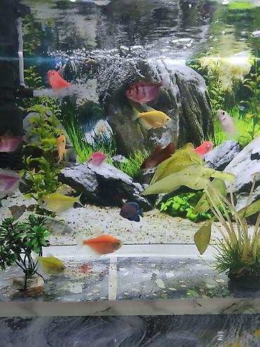 akvarium xırda balığı: Şüşə akvarium .13.14 litr 17 eded GLOFİSH balığı 2 dekor bezekli — 5