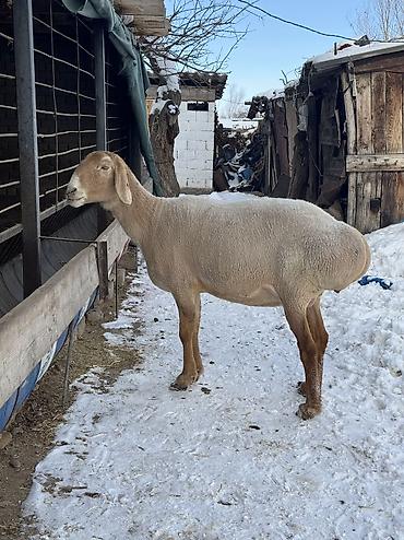 Баран, овца: Продаю | Овца (самка) | Арашан | Для разведения | Матка — 4