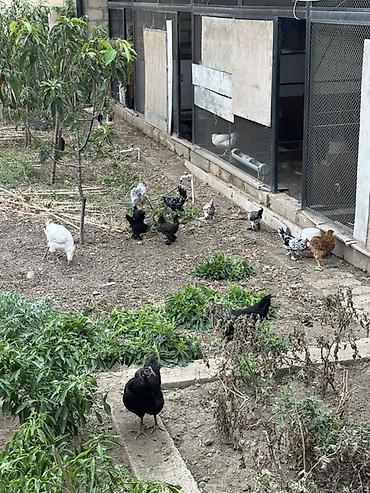 bildircin gence: Yapon toyuq və xoruzları Damazlıqdır və yumurta verir. Hazırda 30 — 2