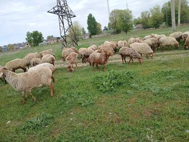 Бараны, овцы: Продаю | Овца (самка) | Гиссарская, Полукровка, Арашан | Для разведения | Котные, Матка