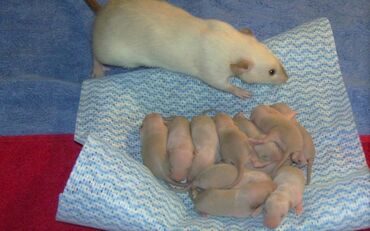 Крысы: Открыта бронь на крысят !!! родились 27.04.24 всего 9 крысят в новый