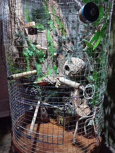 Животные: Unikal şaquli terrarium/volyer – dekorativ ağac gövdəsi və təbii — 3