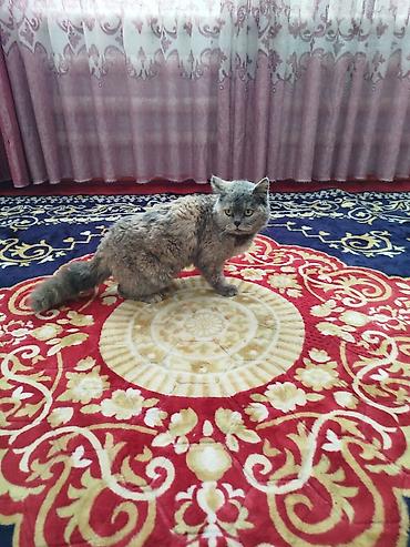 Ковры и паласы: Ковер Полиэстер — 4