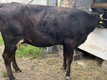 стальные коровы: Продаю | Корова (самка) | Алатауская | Для молока | Стельные