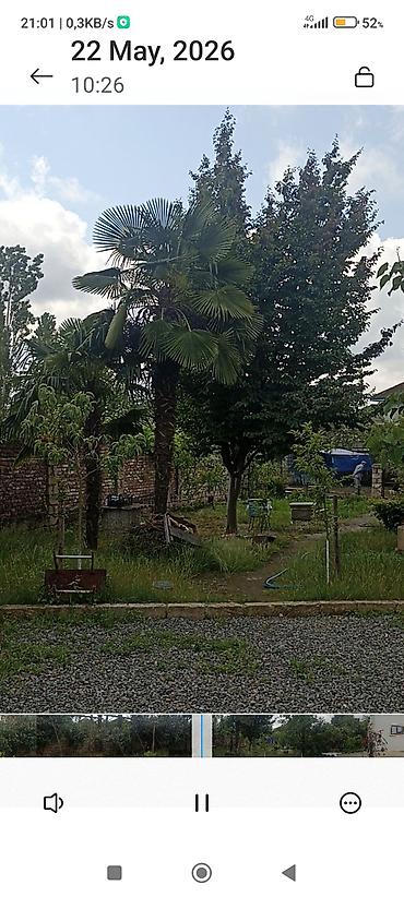 kalistamon ağacı: Lənkəran Şilavar kəndində. hər ölçudə var. qiymətlər 10 manatdan 500 — 3