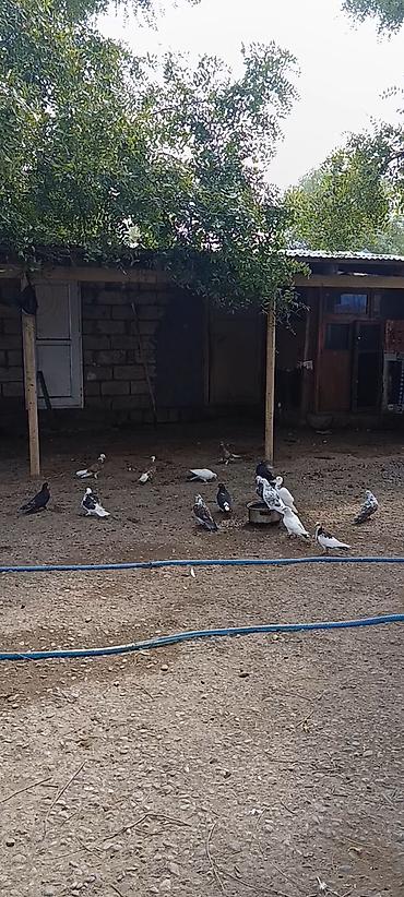 pişik şəkilləri profil üçün: Vaçapa yazn! — 2