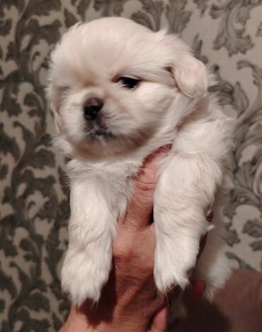 guclu itler: Pekines, 1 ay, Erkek