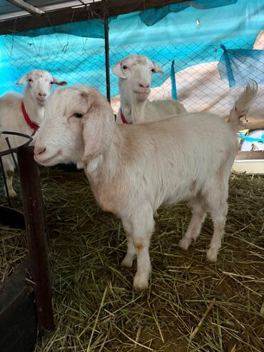 Козы, козлы: Продаю | Козёл (самец) | Битал | Для разведения — 15