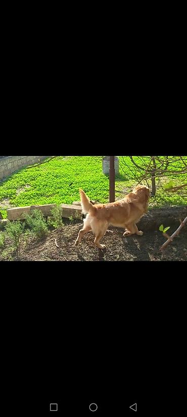 heyvan dermanlari: Retriever — 1