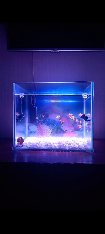 akvarium qiymeti: Dördbucaq akvarium, Boş, 50 l, Ünvandan götürmə — 1