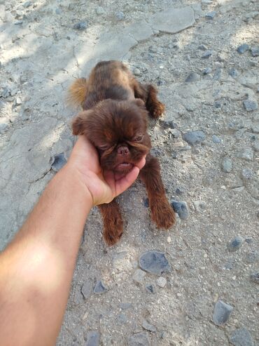 İtlər: Pekines, 6 ay, Erkek — 6