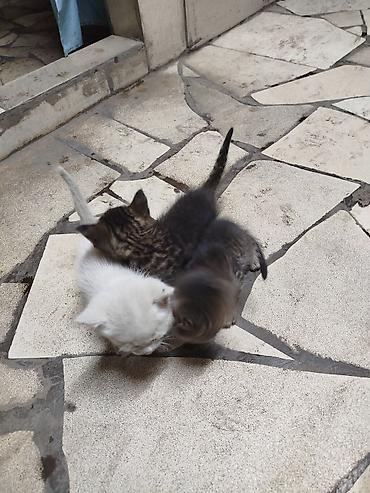 нужные вещи: В доброе руки отдадим котёнка на фото мама. остался один котенок — 2