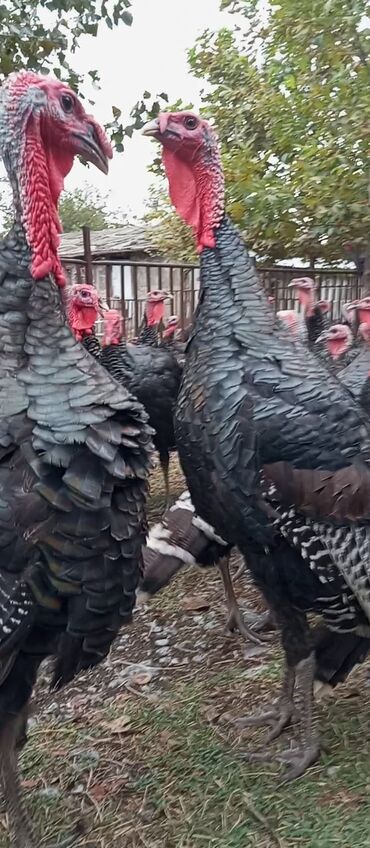 Digər quşlar: Hinduşka Amerikan Bronz 5 ay xoruz 6 kg, fərə 4 kg bir ədədinin — 2