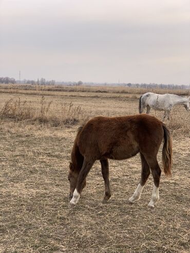 Лошади, кони: Продаю | Кобыла (самка) | Рабочий — 8