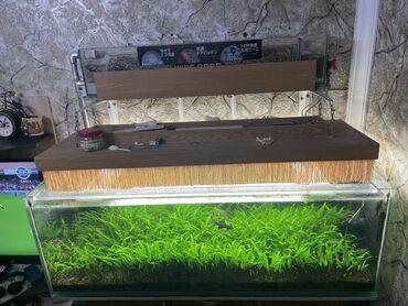 Akvarium aksessuar və ləvazimatları: Şüşə akvarium bitki həvəskarları üçün nəzərdə tutulub, içərisində