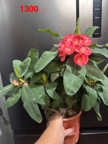 водоросли для аквариума купить: Комнатные растения в горшках. 1) Хлорофитум «Кёрли» (Chlorophytum