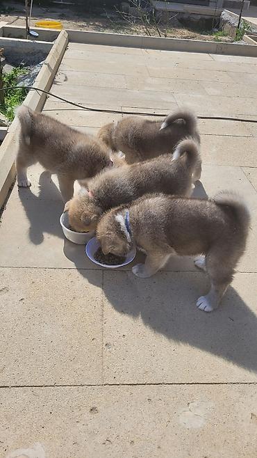 İtlər: Akita-inu — 6